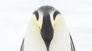 Nespoutaná zima (1)