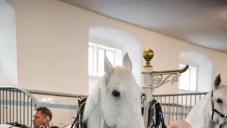 V službách kráľov