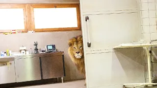 Pět mrtvých psů (3/3)