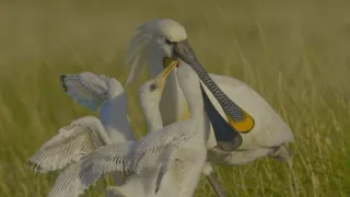 Příroda Nizozemska