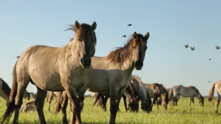 Příroda Nizozemska