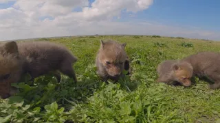 Příroda Nizozemska