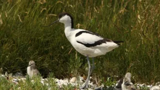 Příroda Nizozemska