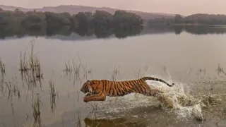 Zázračná planeta: Savci (6/6)