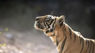 Zázračná planeta: Savci (6/6)