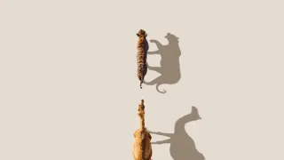 Zázračná planeta: Savci (6/6)