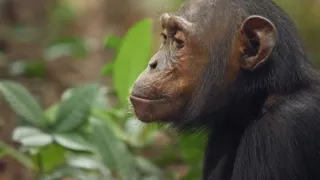 Zázračná planeta: Savci (6/6)