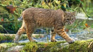 Zázračná planeta: Savci (6/6)