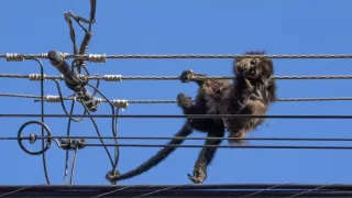 Zázračná planeta: Savci (6/6)