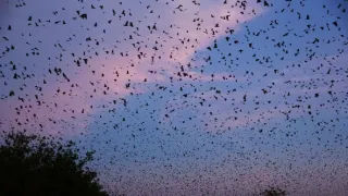 Zázračná planeta: Savci (6/6)