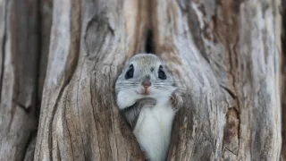 Zázračná planeta: Savci (6/6)