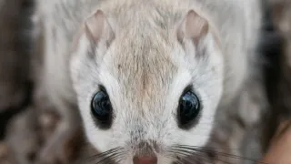 Zázračná planeta: Savci (6/6)