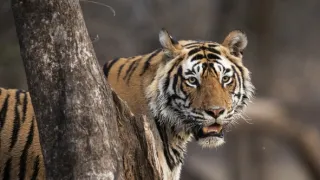 Zázračná planeta: Savci (6/6)