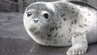 Příběhy zvířecích miminek II