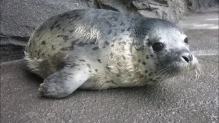 Příběhy zvířecích miminek II