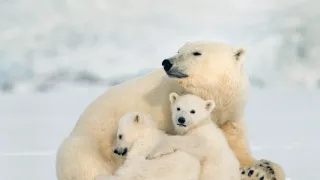 Nespoutaná zima (2)