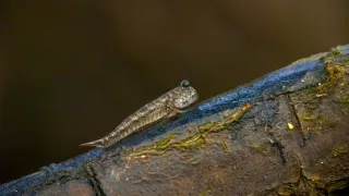 Zázračná planeta: Asie (1/7)