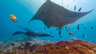 Zázračná planeta: Asie (1/7)