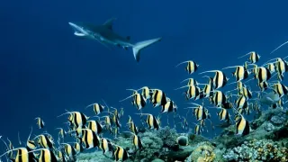 Zázračná planeta: Asie (1/7)