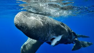 Zázračná planeta: Asie (1/7)