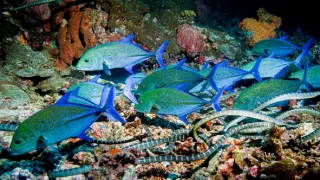 Zázračná planeta: Asie (1/7)