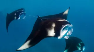 Zázračná planeta: Asie (1/7)