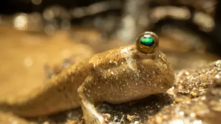 Zázračná planeta: Asie (1/7)