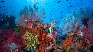 Zázračná planeta: Asie (1/7)