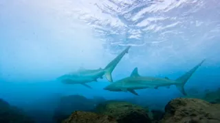 Zázračná planeta: Asie (1/7)