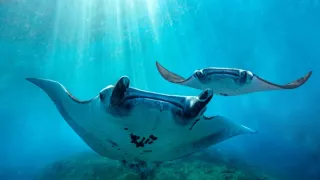 Zázračná planeta: Asie (1/7)