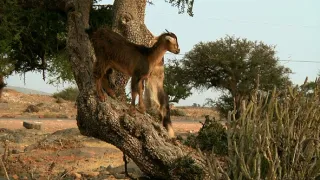 Na cestě po Guelmimu