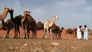 Na cestě po Guelmimu