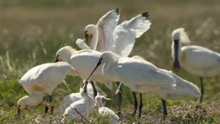 Příroda Nizozemska