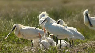 Příroda Nizozemska