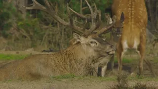 Příroda Nizozemska