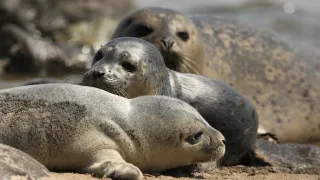 Příroda Nizozemska