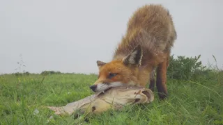 Příroda Nizozemska