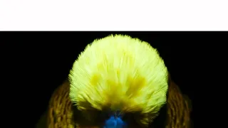 Fluorescence: Přírodní superschopnost