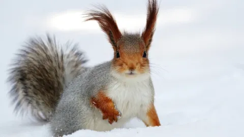 Nespoutaná zima (3)