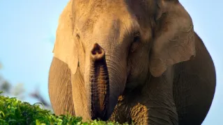 Zázračná planeta: Asie (2/7)