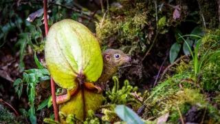 Zázračná planeta: Asie (2/7)