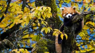 Zázračná planeta: Asie (2/7)