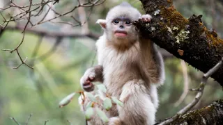 Zázračná planeta: Asie (2/7)