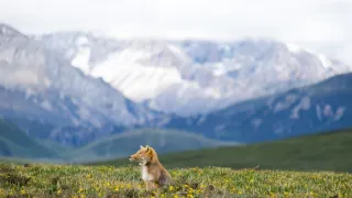 Zázračná planeta: Asie (2/7)