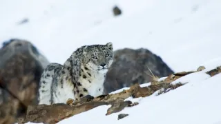 Zázračná planeta: Asie (2/7)