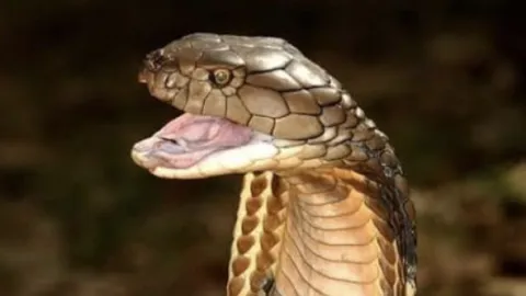 Nejnebezpečnější hadi světa (3)