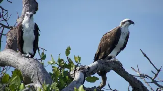 Kořeny života (2/3)