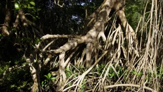 Kořeny života (2/3)