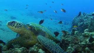 Akvárium - stinná stránka hobby