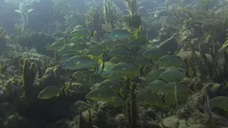 Akvárium - stinná stránka hobby